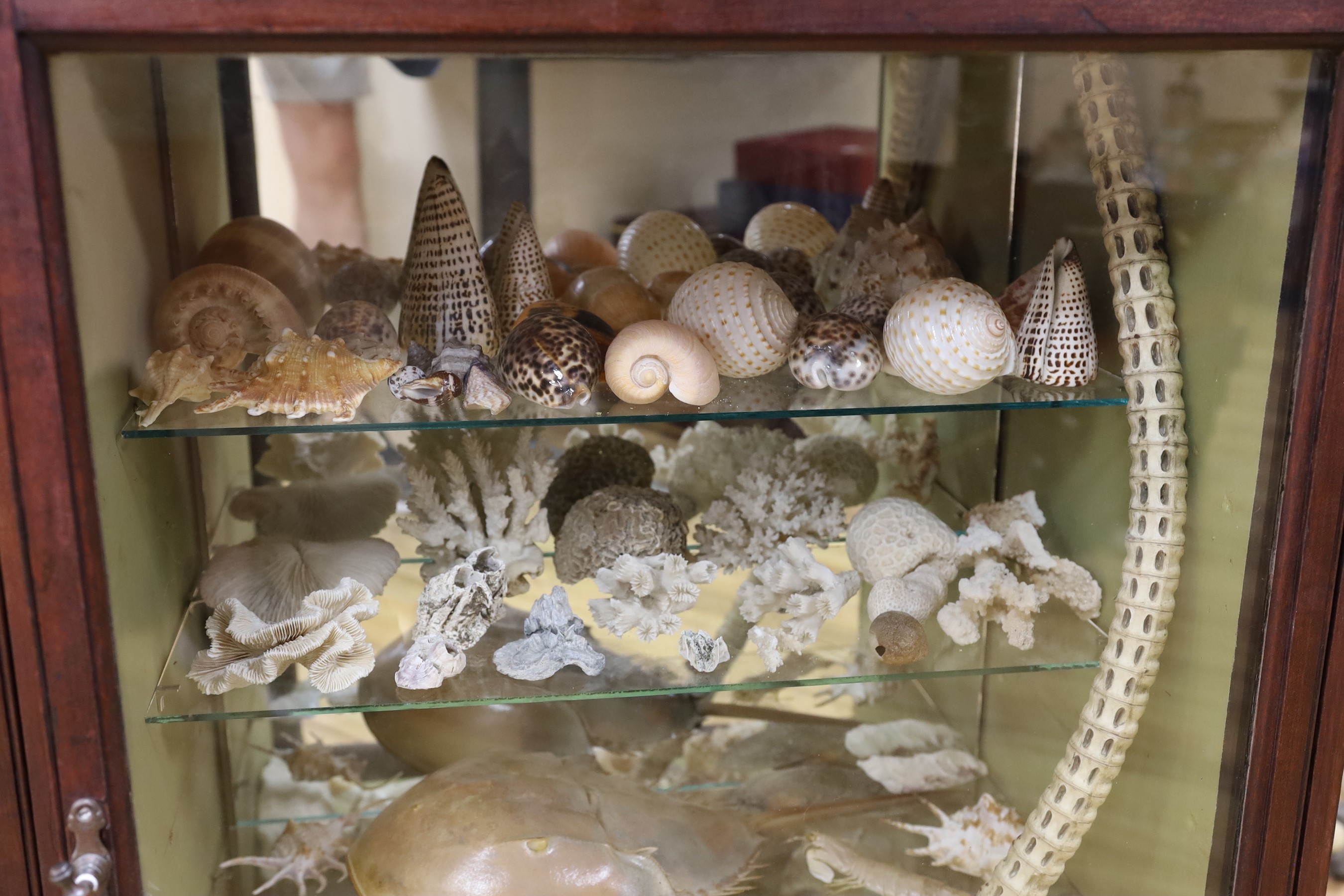 A collection of shells, corals, and other marine specimens in an early 20th century wood cabinet, 82 cm high, 185 cm wide, 38 cm deep